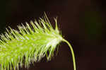 Longhair sedge